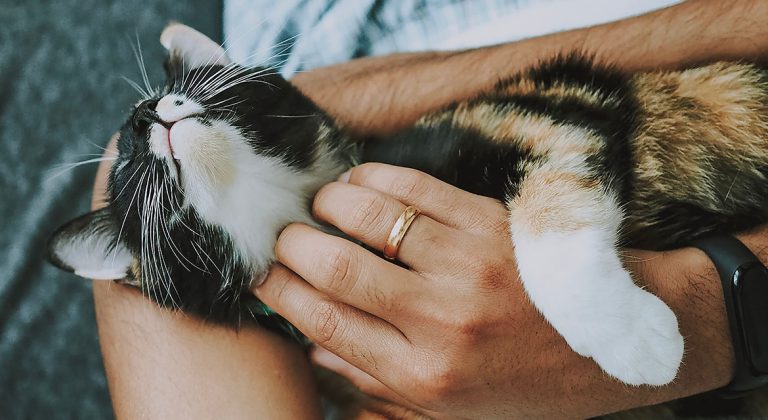 A quick solutions for daily pet care