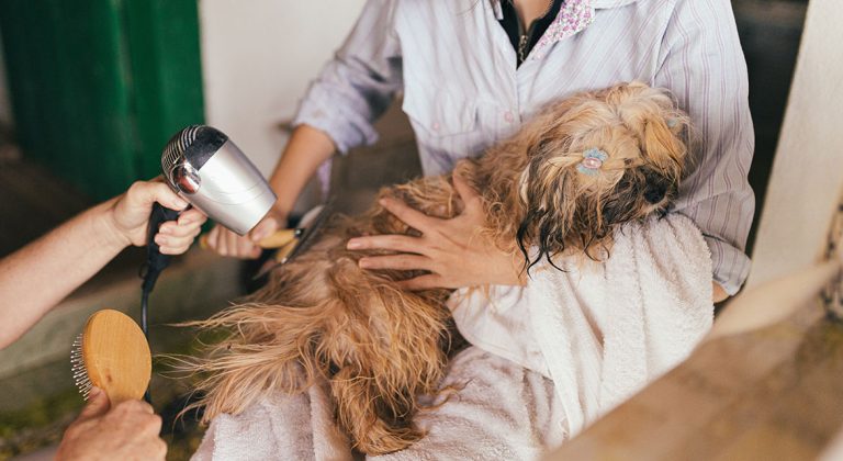 Tips and tricks: Puppy’s First Grooming