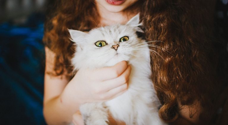 The importance of playtime for cats