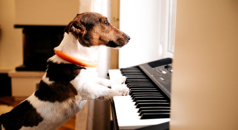 Watch how its heart out while playing piano